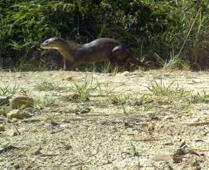 Вплоть до 1997 года выдр этого вида считали и вовсе вымершими, пока один из зверьков не попал под колёса автомобиля. И вот теперь, спустя 13 лет, учёным удалось найти живой экземпляр L. sumatrana (фото ConCaSa).