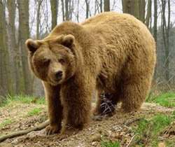 Бурый медведь. Фото: http://nature.66i.ru