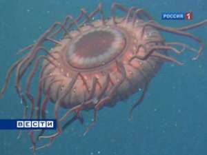 Глубоководная медуза при опасности мигает как проблесковый маячок (это, оказывается, червяк: его так и назвали &quot;новогодняя ёлка&quot;). Фото: Вести.Ru