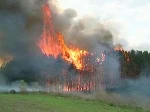 В России продолжают бушевать 80 крупных лесных пожаров. Фото: http://www.1tv.ru/