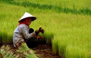 Выращивание риса. Фото: http://www.treehugger.com