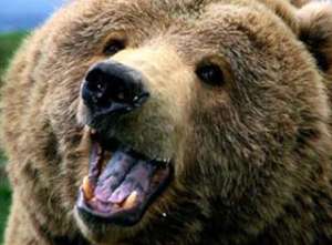 Медведь. Фото: Вести.Ru