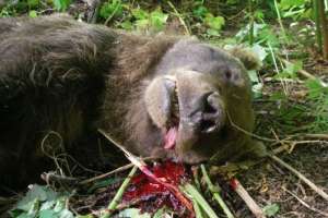 Два медведя убиты с особой жестокостью в заказнике на Камчатке. Фото: Дейта.Ru