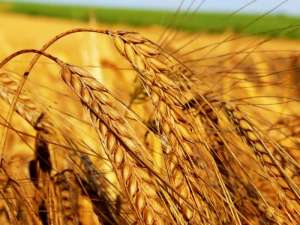 Пшеница. Фото: http://sovetymed.ru