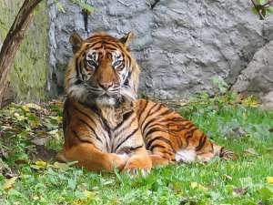 Суматранский тигр. Фото: http://dic.academic.ru