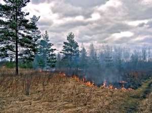 Торфяные пожары. Фото: http://www.krasnogorsk.ru