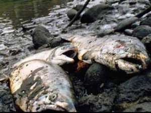 У побережья Мексиканского залива обнаружили тысячи мертвых рыб, крабов и других морских обитателей. Архив NEWSru.com