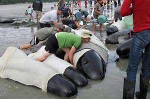 Более 70 китов выбросились на сушу в Новой Зеландии. Фото: БЕЛТА
