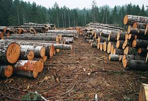 Незаконные вырубки леса. Фото: http://ecovoice.ru