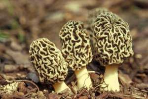 Сумчатые грибы. Фото: http://gribnik-club.ru