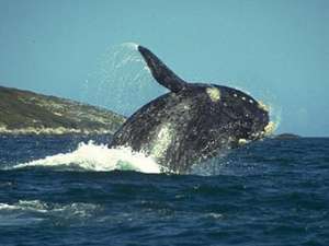Южный кит. Фото с сайта cetaceaphoto.narod.ru