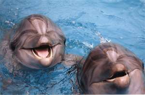 Дельфины. Фото: http://killercoder.ru