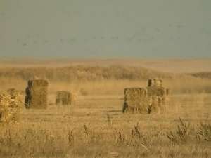 Светлинский природный заказник выкашивают фермеры. Фото: Вести.Ru