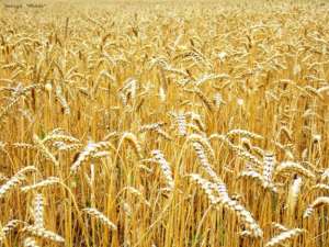 Пшеница. Фото: http://olx.com.ua