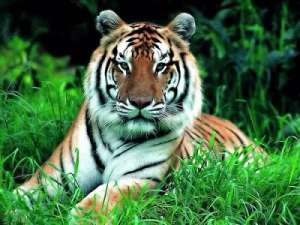 Амурский тигр. Фото: http://romantic-online.com