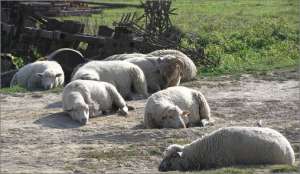 Стадо овец. Фото: http://www.photoshare.ru