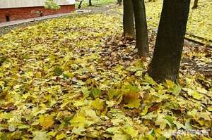 Убирая листву в парках, мы лишаем территорию той самой «подушки безопасности» из опавшей листвы, веток и семян. Фото: Greenpeace