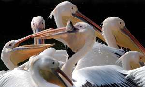 Розовые пеликаны. Фото: http://www.etoday.ru