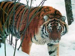 Амурский тигр. Фото с сайта primpogoda.ru