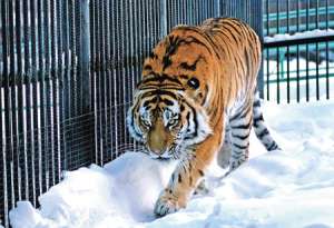 Тигр в клетке. Фото: http://gazeta.aif.ru