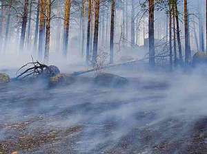 Лесной пожар. Фото: http://www.mk.ru