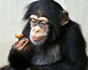 Шимпанзе. Фото: http://ipulsar.net
