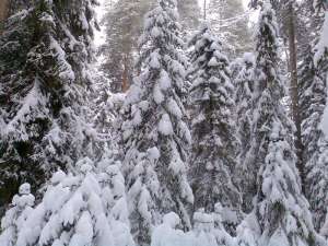 Хвойный лес зимой. Фото: http://www.op43.ru