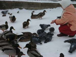 Зимняя подкормка птиц. Фото из liveinternet.ru