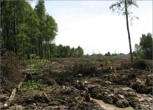 Вырубка Химкинского леса. Фото: http://www.ecmo.ru