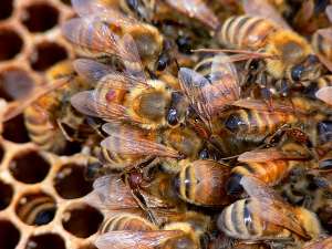 На фото BugMan50 хорошо просматриваются клещи на спинах рабочих пчёл. Фото: http://www.flickr.com/photos/57402879@N00/