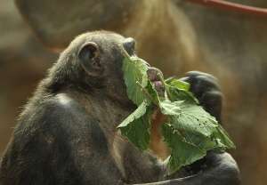Из трёх видов человекообразных обезьян шимпанзе встречаются чаще всего. (Фото Ian Press.)