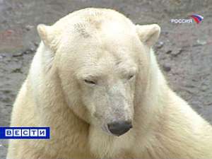 В Канаде установят ловушку для белых медведей. Фото: Вести.Ru