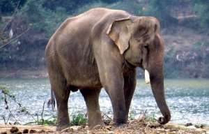 Слон. Фото с сайта http://gorod.tomsk.ru