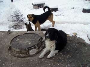 Бездомные собаки. Фото: http://img-fotki.yandex.ru