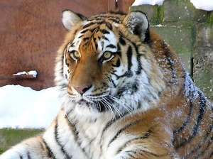 Амурский тигр. Фото: http://content.foto.mail.ru