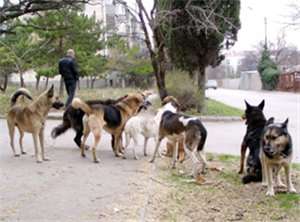 Бездомные собаки. Фото: http://www.proza.ru