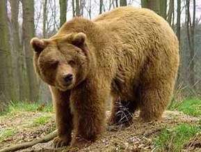 Медведь. Фото: http://k.com.ua