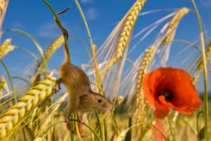 Полевые мыши-малютки. Фото: http://animalpicture.ru