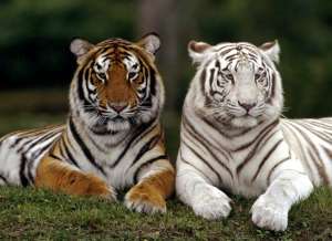 Тигры. Фото: http://www.ami-tass.ru