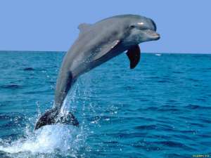 Дельфин. Фото: http://www.symbolsbook.ru