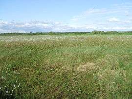 Сестрорецкое болото. Фото: http://wikipedia.org/