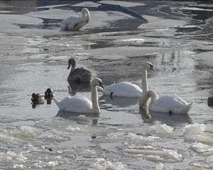 Пострадавших от нефтепродуктов лебедей приютили люди. Фото: Вести.Ru