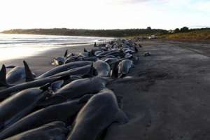 Дельфины выбросились на берег. Фото: http://vesti.kz