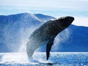 Горбатый кит. Фото: http://panama.ru