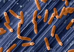 Бактерии Clostridium на нержавеющей стали (иллюстрация Science Photo Library).