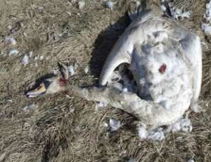 В Балтийске неизвестные расстреляли лебедей. Фото: Вести.Ru