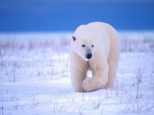 На Чукотке утверждены условия добычи краснокнижного белого медведя. Фото: http://basik.ru