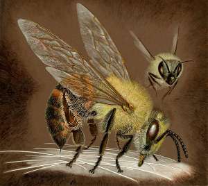 А это хорошо танцующая пчёлка. Потому что выспалась! (Иллюстрация Suzan Swain Firmage / National Geographic Society/Corbis.)
