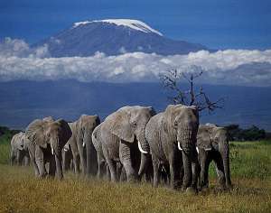 Семья африканских слонов на фоне Килиманджаро (фото Nigel Pavitt).