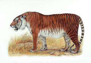 Туранский тигр. Фото: http://skola.edu.mt